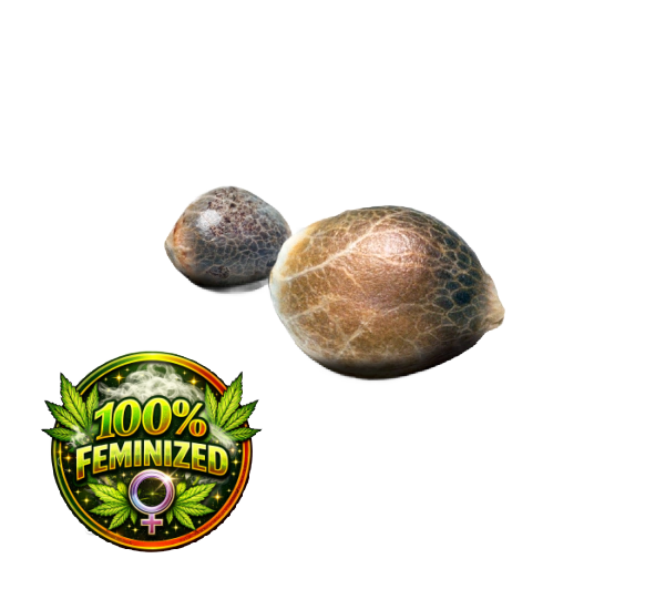 Buy feminized cannabis seeds online - high-THC and CBD strains in stock
